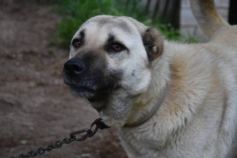 İklim krizi Kangal köpeklerini de etkiledi: Doğum oranı yüzde 50 düştü - Resim: 5